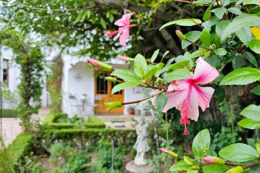 Grey Rabbit Cottage Montagu Exteriér fotografie
